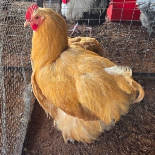 2X CHICKEN ROOSTER & HEN TIEGERPOORT DORPERS (Per animal to take the lot)