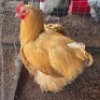 2X CHICKEN ROOSTER & HEN TIEGERPOORT DORPERS (Per animal to take the lot)