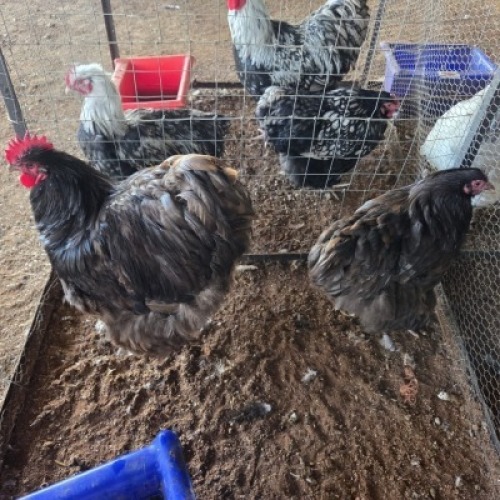 2X CHICKEN ROOSTER & HEN TIEGERPOORT DORPERS (Per animal to take the lot)