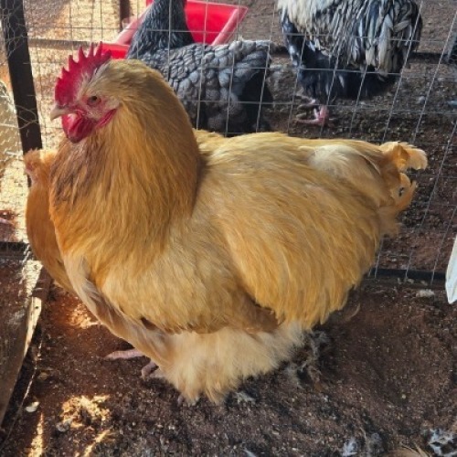 2X CHICKEN ROOSTER & HEN TIEGERPOORT DORPERS (Per animal to take the lot)