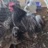 2X CHICKEN ROOSTER & HEN TIEGERPOORT DORPERS (Per animal to take the lot)