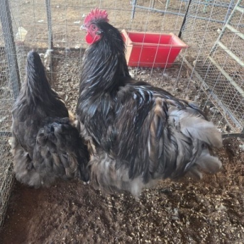 2X CHICKEN ROOSTER & HEN TIEGERPOORT DORPERS (Per animal to take the lot)
