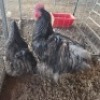 2X CHICKEN ROOSTER & HEN TIEGERPOORT DORPERS (Per animal to take the lot)