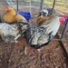 2X CHICKEN ROOSTER & HEN TIEGERPOORT DORPERS (Per animal to take the lot)