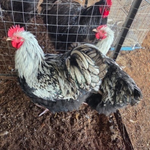 3X CHICKEN ROOSTER & HEN TIEGERPOORT DORPERS (Per animal to take the lot)