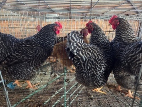 3X CHICKEN ROOSTER & HEN TIEGERPOORT DORPERS (Per animal to take the lot)