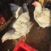 3X CHICKEN ROOSTER & HEN TIEGERPOORT DORPERS (Per animal to take the lot)