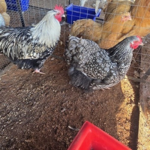 2X CHICKEN ROOSTER & HEN TIEGERPOORT DORPERS (Per animal to take the lot)
