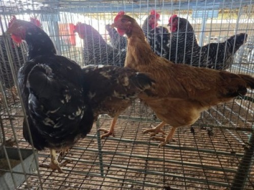 3X CHICKEN HEN SELLO BOPAPE (Per animal to take the lot)