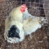 2X CHICKEN ROOSTER & HEN SELLO BOPAPE (Per animal to take the lot)