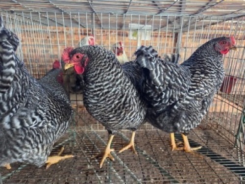 3X CHICKEN ROOSTER & HEN SELLO BOPAPE (Per animal to take the lot)