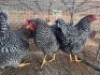 3X CHICKEN ROOSTER & HEN SELLO BOPAPE (Per animal to take the lot)