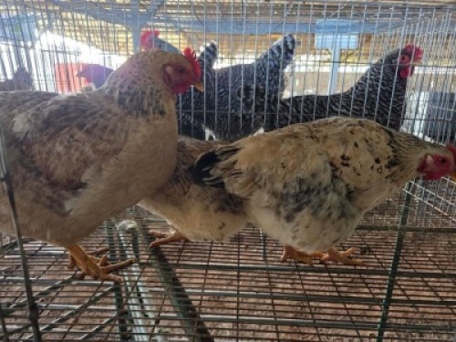 3X CHICKEN HEN SELLO BOPAPE (Per animal to take the lot)