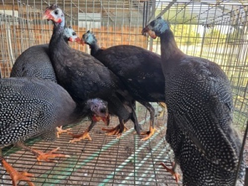 5X GUINEAFOWL UNKNOWN SELLO BOPAPE (Per animal to take the lot)
