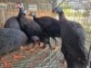 5X GUINEAFOWL UNKNOWN SELLO BOPAPE (Per animal to take the lot)