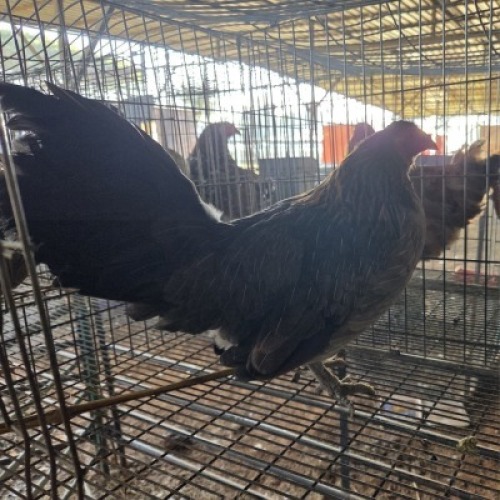 1X CHICKEN HEN MLK LIVESTOCK