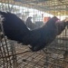 1X CHICKEN HEN MLK LIVESTOCK