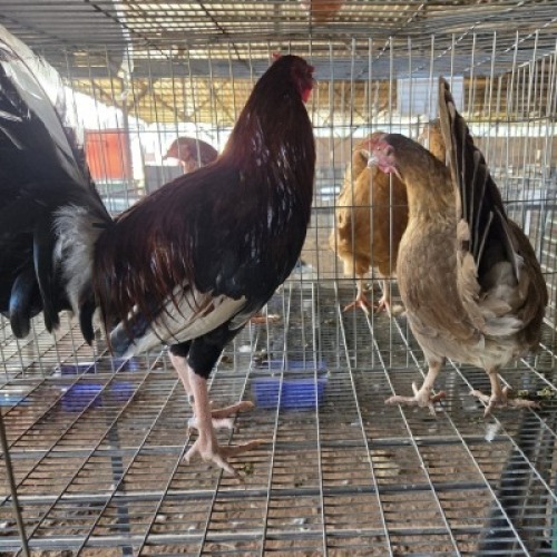 2X CHICKEN ROOSTER & HEN MLK LIVESTOCK (Per animal to take the lot)