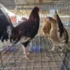 2X CHICKEN ROOSTER & HEN MLK LIVESTOCK (Per animal to take the lot)