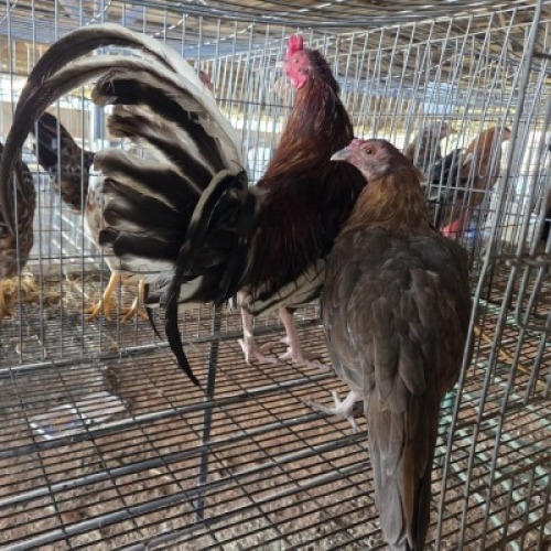 2X CHICKEN ROOSTER & HEN MLK LIVESTOCK (Per animal to take the lot)