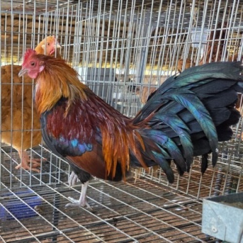 1X CHICKEN ROOSTER MLK LIVESTOCK