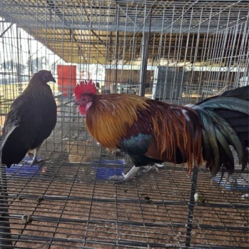 2X CHICKEN ROOSTER & HEN MLK LIVESTOCK (Per animal to take the lot)