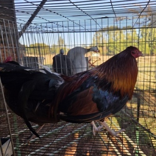 2X CHICKEN ROOSTER & HEN MLK LIVESTOCK (Per animal to take the lot)