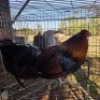 2X CHICKEN ROOSTER & HEN MLK LIVESTOCK (Per animal to take the lot)