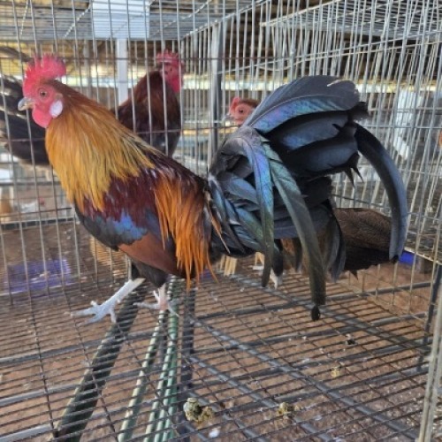 2X CHICKEN ROOSTER & HEN MLK LIVESTOCK (Per animal to take the lot)