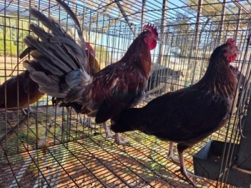 2X CHICKEN ROOSTER & HEN MLK LIVESTOCK (Per animal to take the lot)