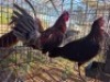 2X CHICKEN ROOSTER & HEN MLK LIVESTOCK (Per animal to take the lot)