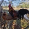 2X CHICKEN ROOSTER & HEN MLK LIVESTOCK (Per animal to take the lot)