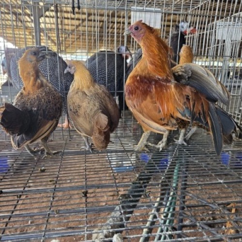 4X CHICKEN ROOSTER & HEN MLK LIVESTOCK (Per animal to take the lot)