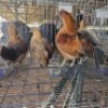 4X CHICKEN ROOSTER & HEN MLK LIVESTOCK (Per animal to take the lot)