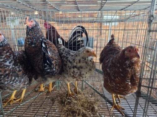 4X CHICKEN HEN ERNST DE WITT (Per animal to take the lot)