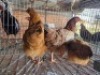 3X CHICKEN HEN ERNST DE WITT (Per animal to take the lot)