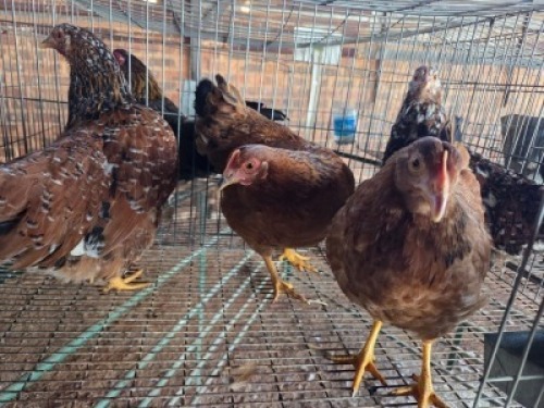 4X CHICKEN HEN ERNST DE WITT (Per animal to take the lot)