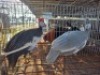 2X GUINEAFOWL ? MLK LIVESTOCK (Per animal to take the lot)