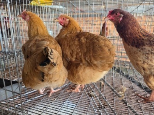 3X CHICKEN HEN ERNST DE WITT (Per animal to take the lot)