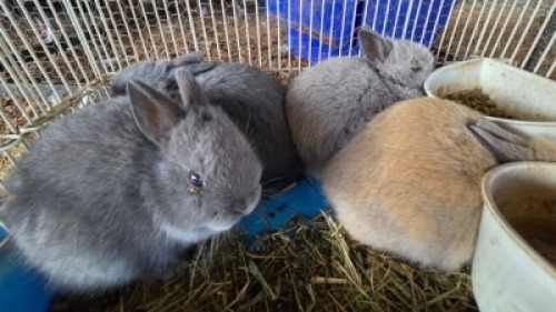 4X BUNNIES ? MLK LIVESTOCK (Per animal to take the lot)