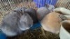 4X BUNNIES ? MLK LIVESTOCK (Per animal to take the lot)