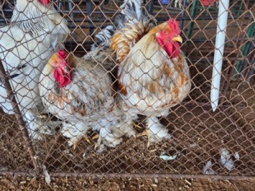2X CHICKEN ROOSTER FAIR N SQUARE (Per animal to take the lot)