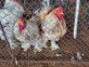 2X CHICKEN ROOSTER FAIR N SQUARE (Per animal to take the lot)