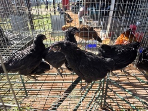 7X CHICKEN HEN FAIR N SQUARE (Per animal to take the lot)