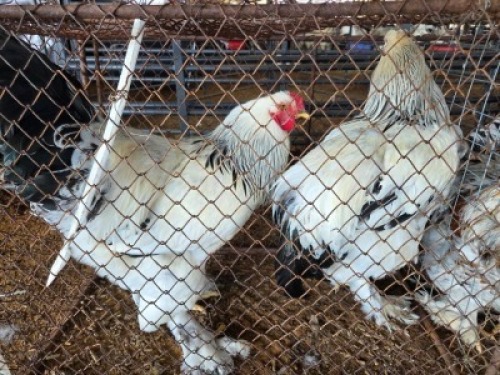 2X CHICKEN ROOSTER FAIR N SQUARE (Per animal to take the lot)