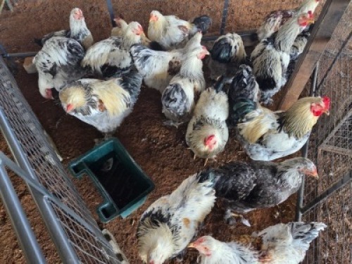 18X CHICKEN ROOSTER FAIR N SQUARE (Per animal to take the lot)