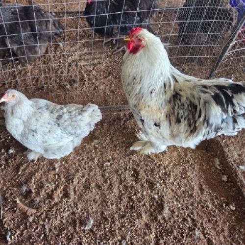 2X CHICKEN ROOSTER & HEN FAIR N SQUARE (Per animal to take the lot)