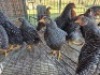10X CHICKEN UNKNOWN FAIR N SQUARE (Per animal to take the lot)