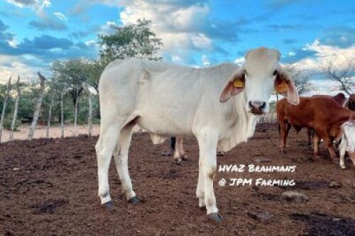 1X RED BRAHMAN BULL HVAZ Brahmans @ JPM Farming
