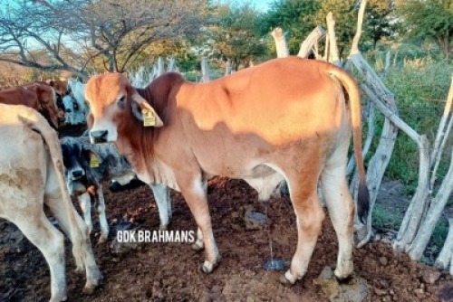 1X RED BRAHMAN BULL GDK Brahmans